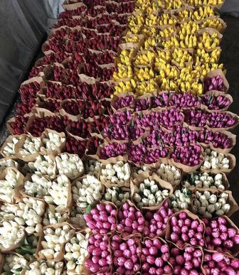 Тюльпаны оптом