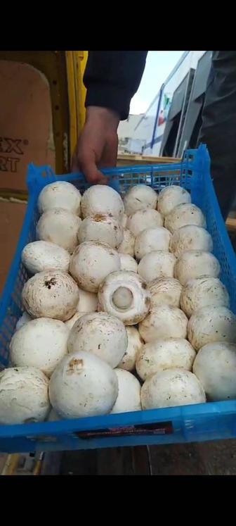 Продам грибы шампиньоны