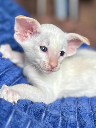 Ориентал котенок