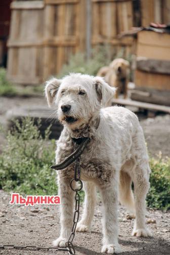 Собаки
