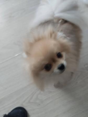 Продам шпица