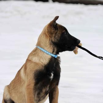 Щенки бельгийской овчарки малинуа с родословной