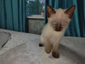 Отдам котят в добрые руки!