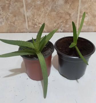 Продам Алоэ вера