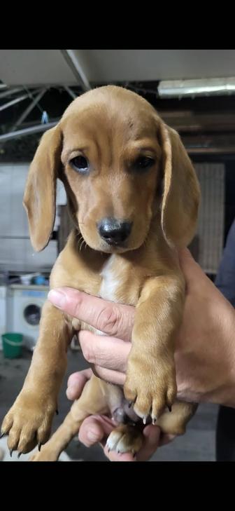 Такса щенки.