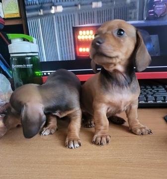 Такса щенки.