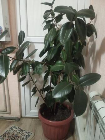 Комнатное растение