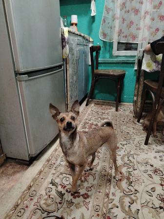 Отдам даром двух той терьеров в хорошие руки. 2 девочки, 3 и 4 года.