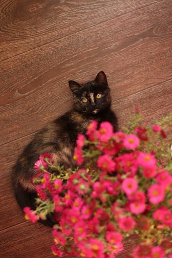 Котенок ищет заботливую добрую хозяйку