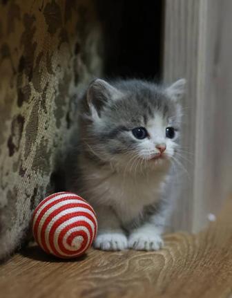 Котенок ищет заботливую добрую хозяйку