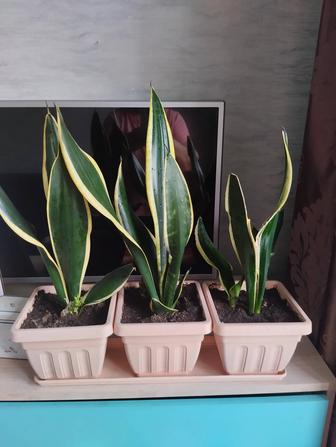 Продам цветы