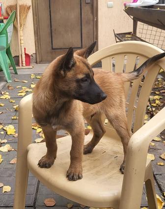 Бельгийская овчарка Малинуа