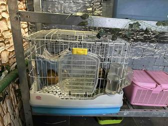 Морские свинки