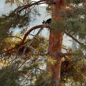 Спасти, снять кошку, кота, спил, обрезка деревьев