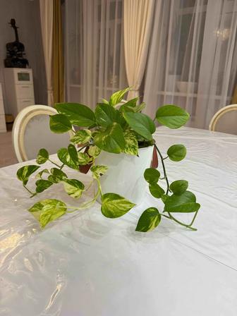 Сциндапсус со стильным кашпо