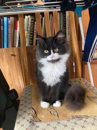 Отдам котенка