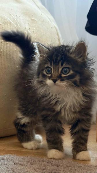 Котенок девочка,2 месяца