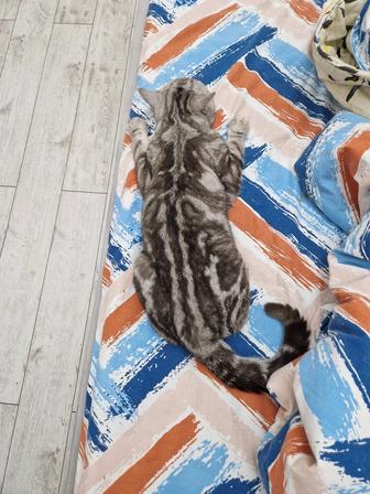 Продам породистого кота