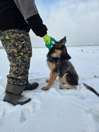 Продам Щенка Чистокровная Немецкий Овчарка