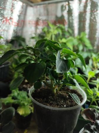 Обмен комнатных цветов