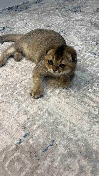 Отдам котенка в хорошие руки