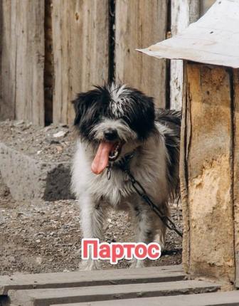 Собаки