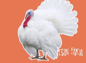 Хайбрид конвертер инкубационные яйца индюков, сильная генетика