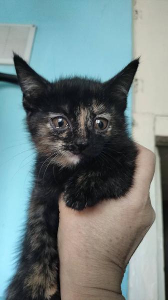 Котята домашние, чистые, 2 месяца, отдадим заботливым и любящим