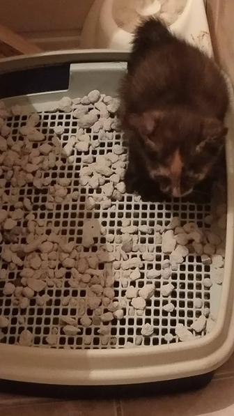 Котята домашние, чистые, 2 месяца, отдадим заботливым и любящим