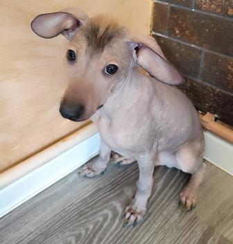 Ксоло в хорошие руки