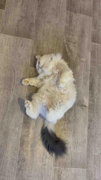 Котик в добрые руки