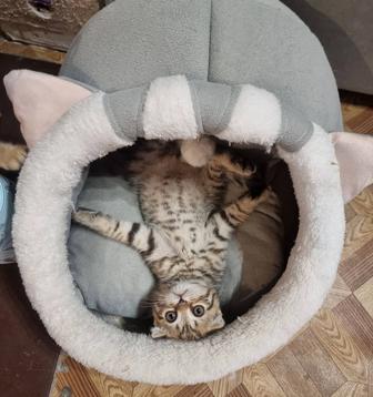 Отдам в хорошие руки котят