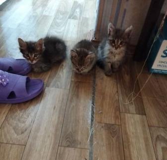 Отдам котят в добрые руки