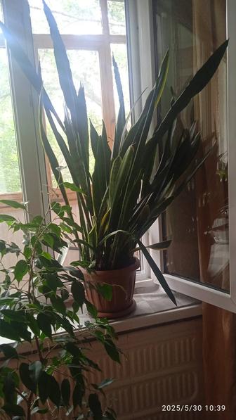 Комнатное растение