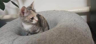 Котёнокдевочка два месяца