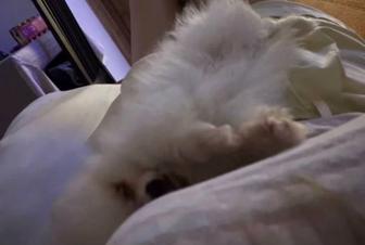 Продается померанский шпиц