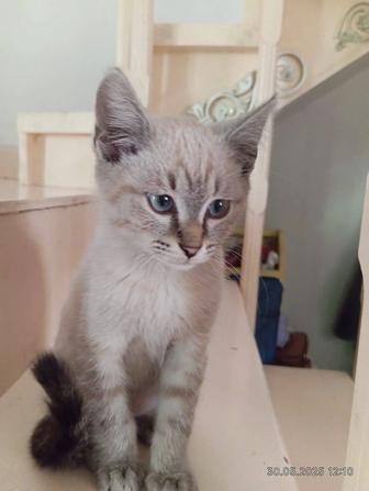 Котенок