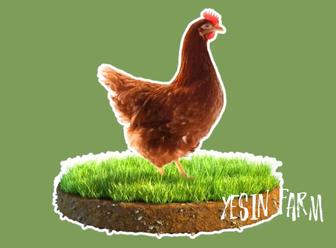 Инкубационные яйца несушка ломан браун надежный выбор