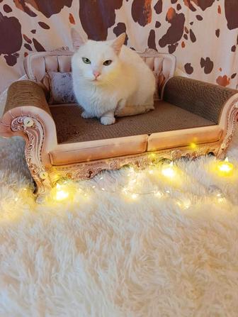 Отдам кошечку