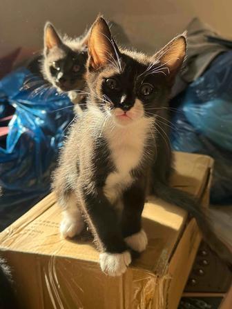 Отдам котят, домашние.