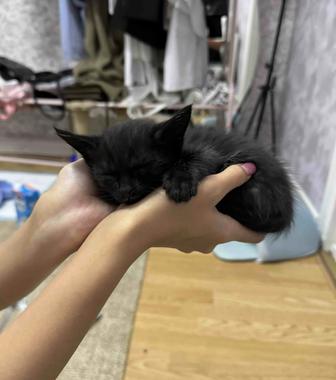Отдам котят, домашние.