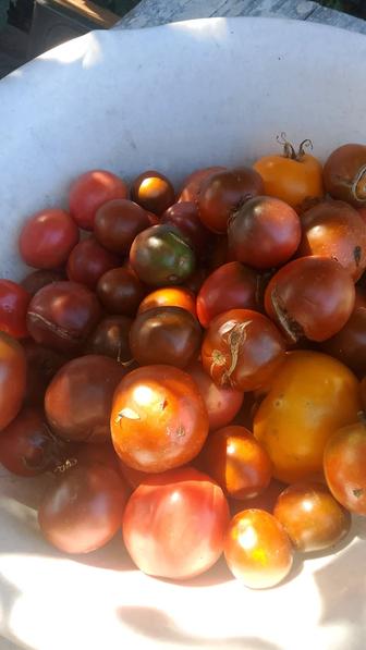 Продам в вкусные помидоры