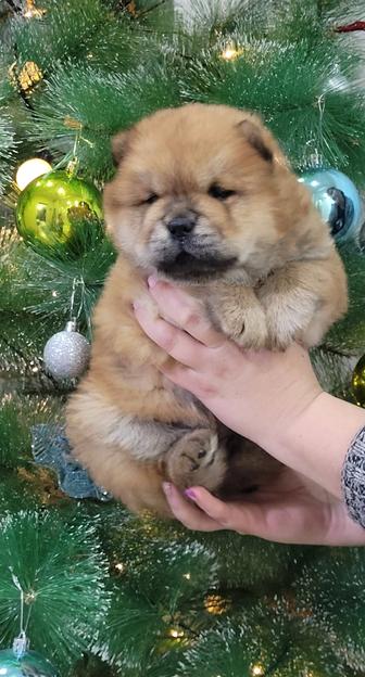 Милые щенки чау-чау