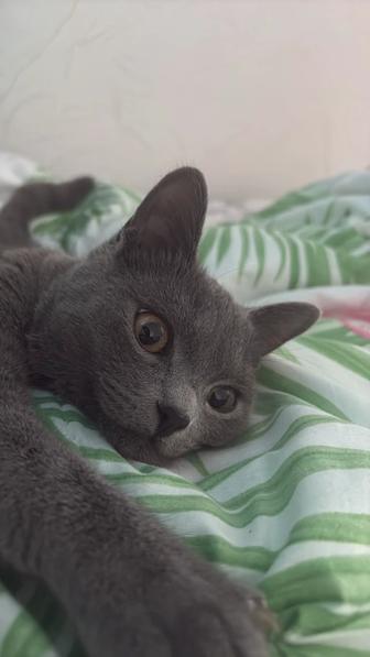 Одам в хорошие руки кошку