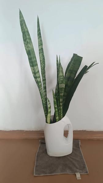Сансевиерия (щучий хвост)