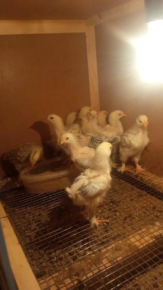 Продам цыплят Брама светлая