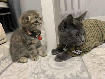 Передержка кошек