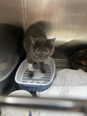 ОТДАДИМ КОТИКОВ В ДОБРЫЕ РУКИ