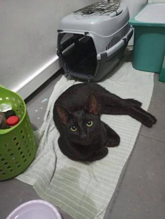 Черничный котик Саймон в поиске дома.