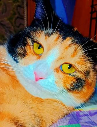 Хэппи кошка в добрые руки